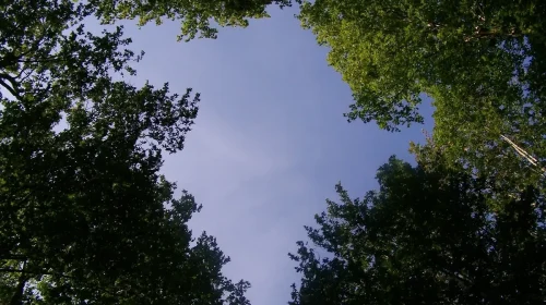 Looking up at blue skies with trees over hanging