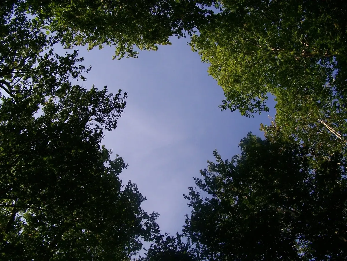 Looking up at blue skies with trees over hanging